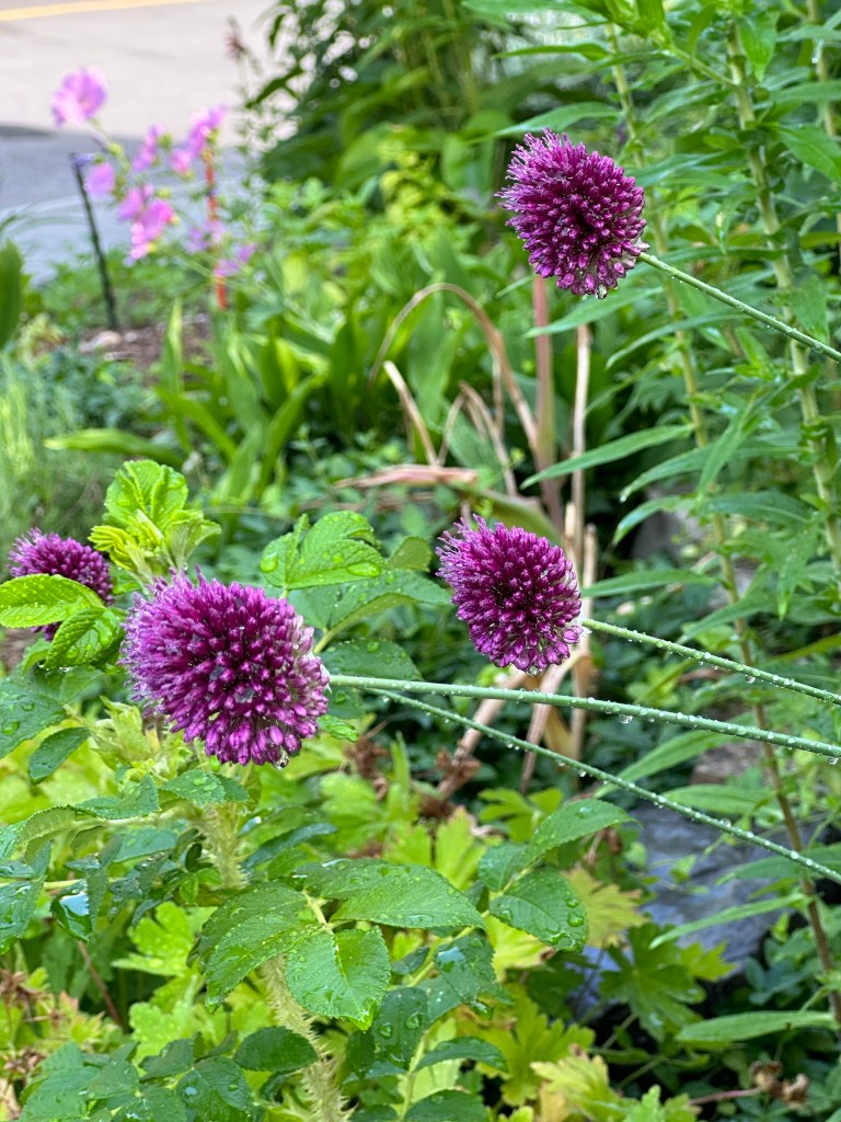 Drumstick Allium