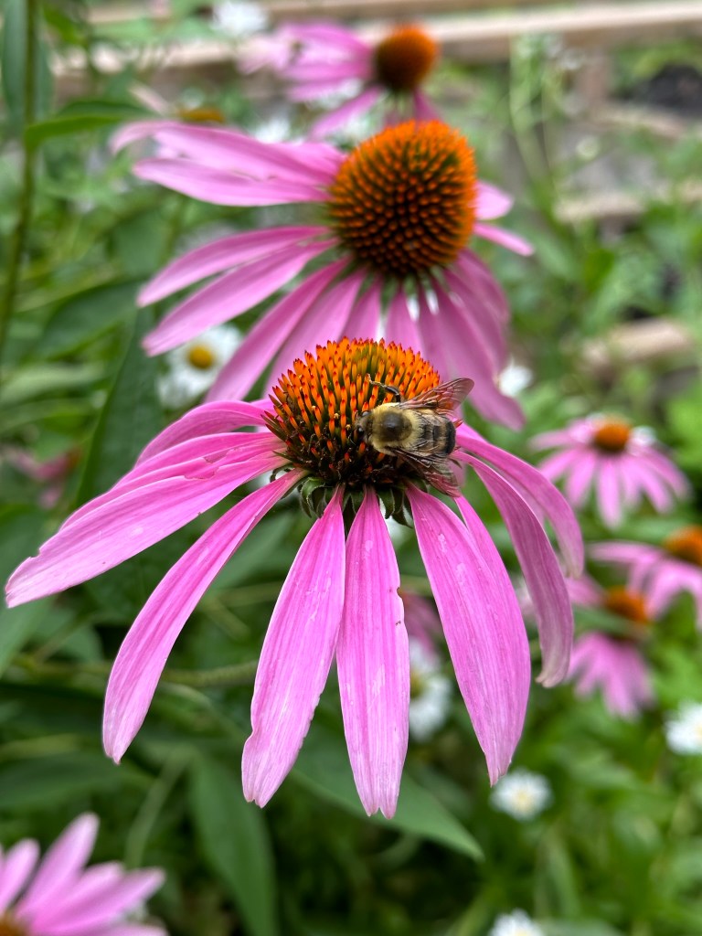 Echinacea