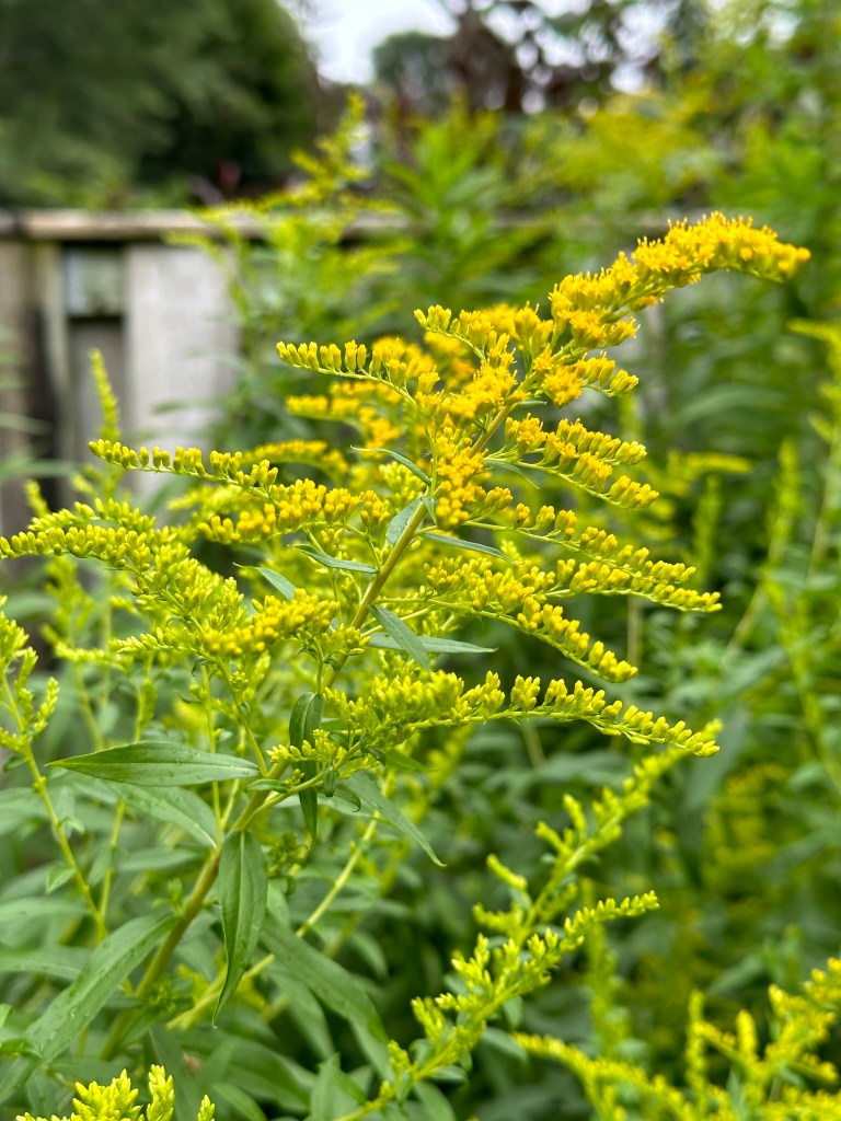 Goldenrod