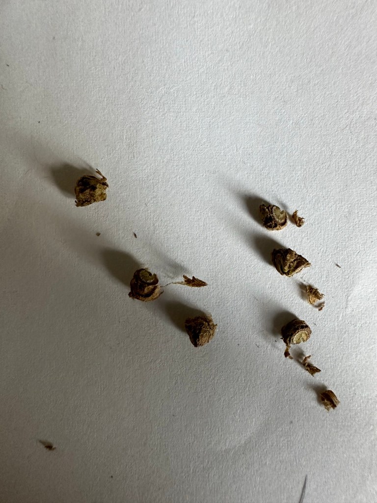 Malva seeds