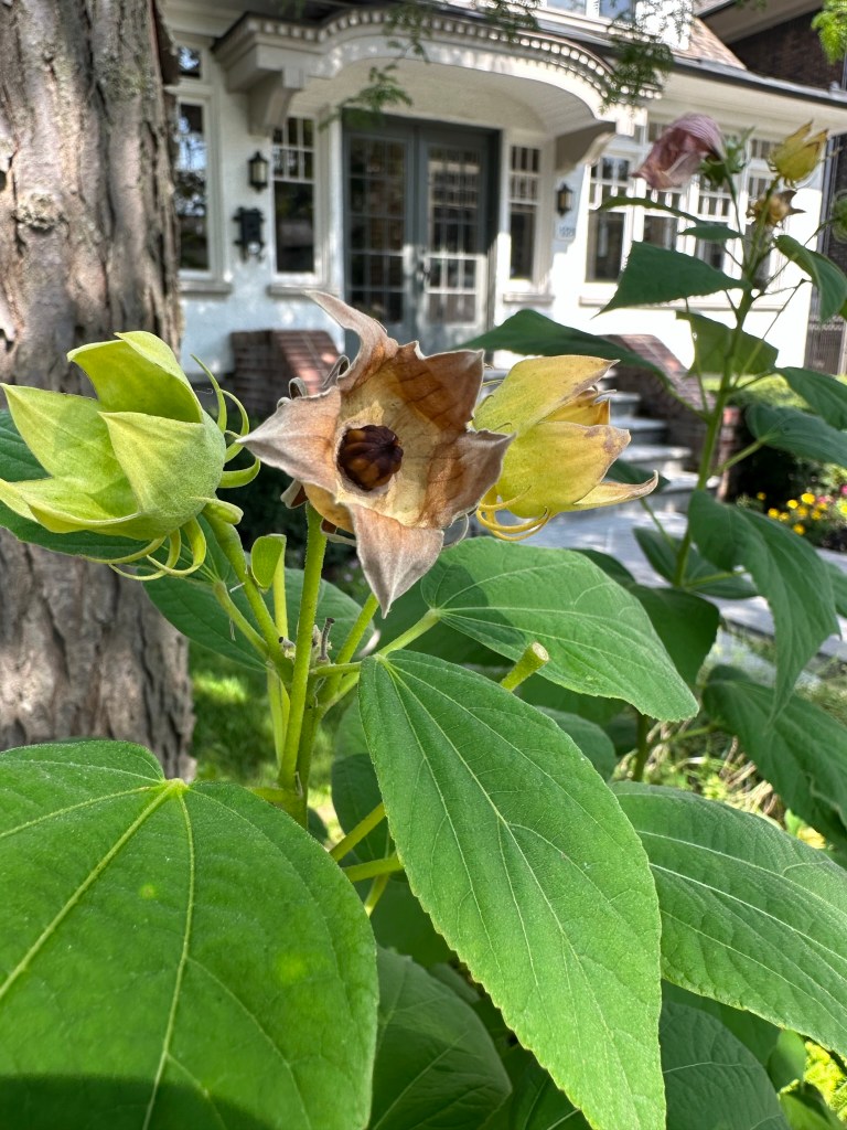Rose mallow seed head