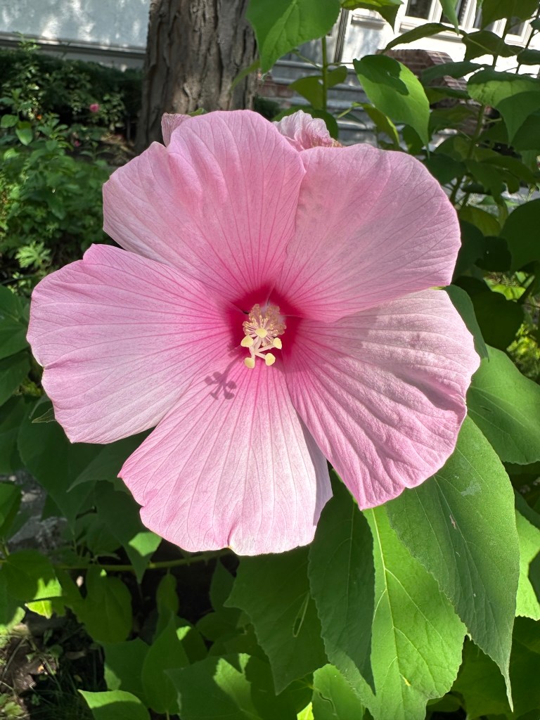 Rose Mallow