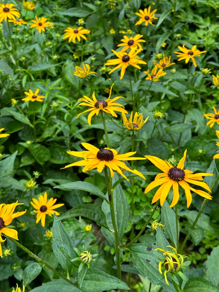 Rudbeckia Black-Eyed Susan