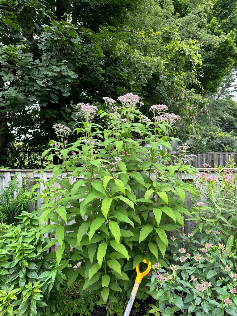 Spotted Joe-Pye Weed