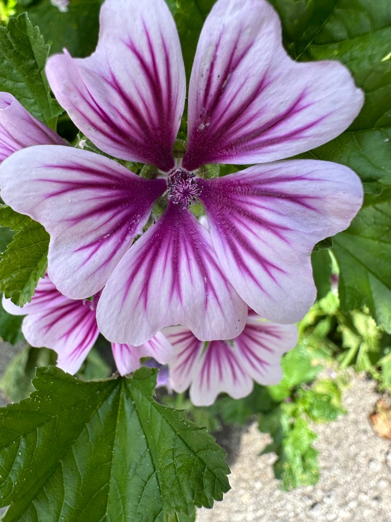 Purple and white malva