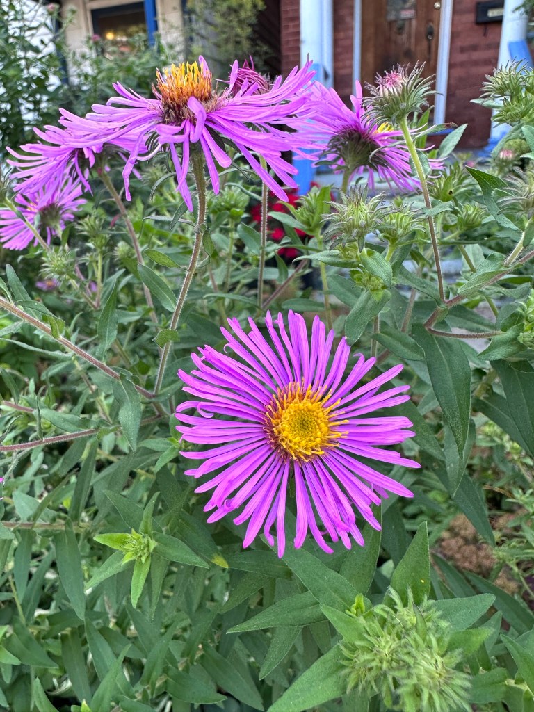 Alpine Aster