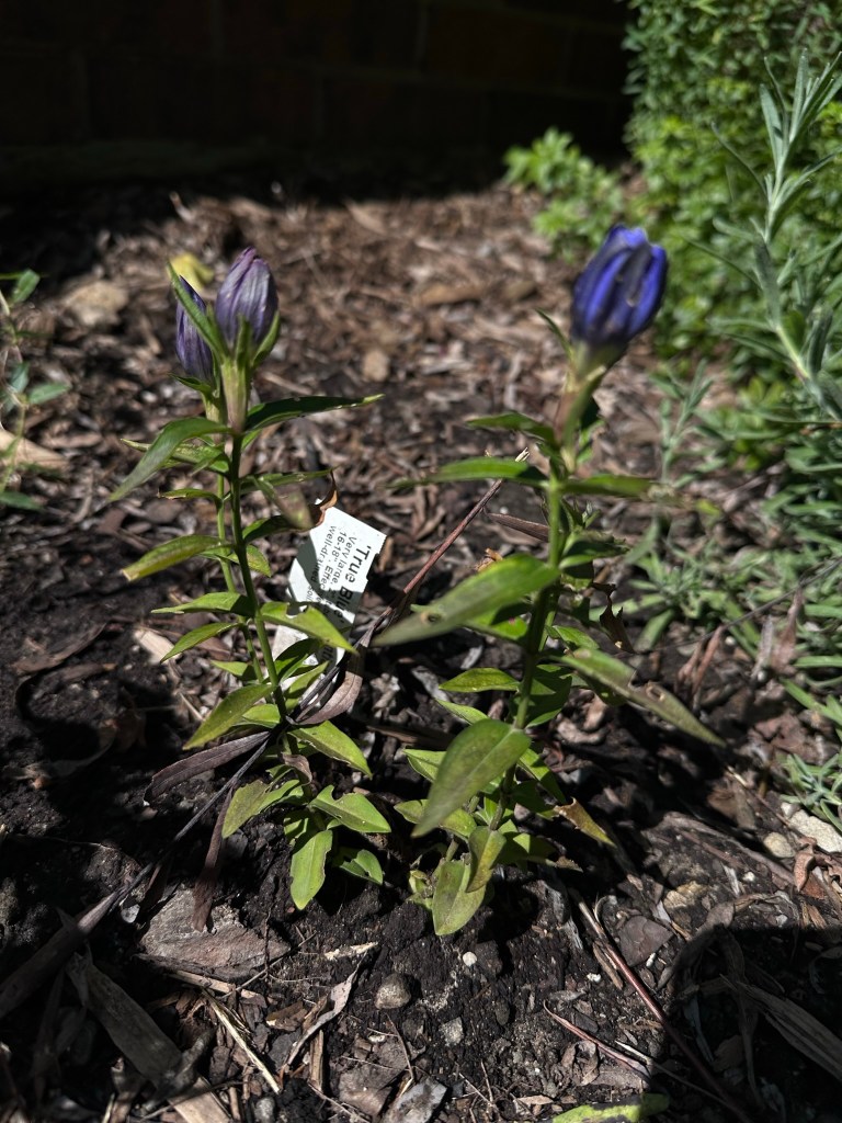 Bottle Gentian