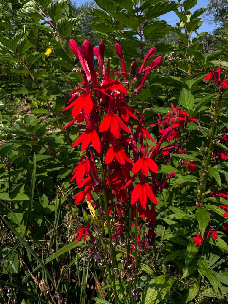Cardinal flower