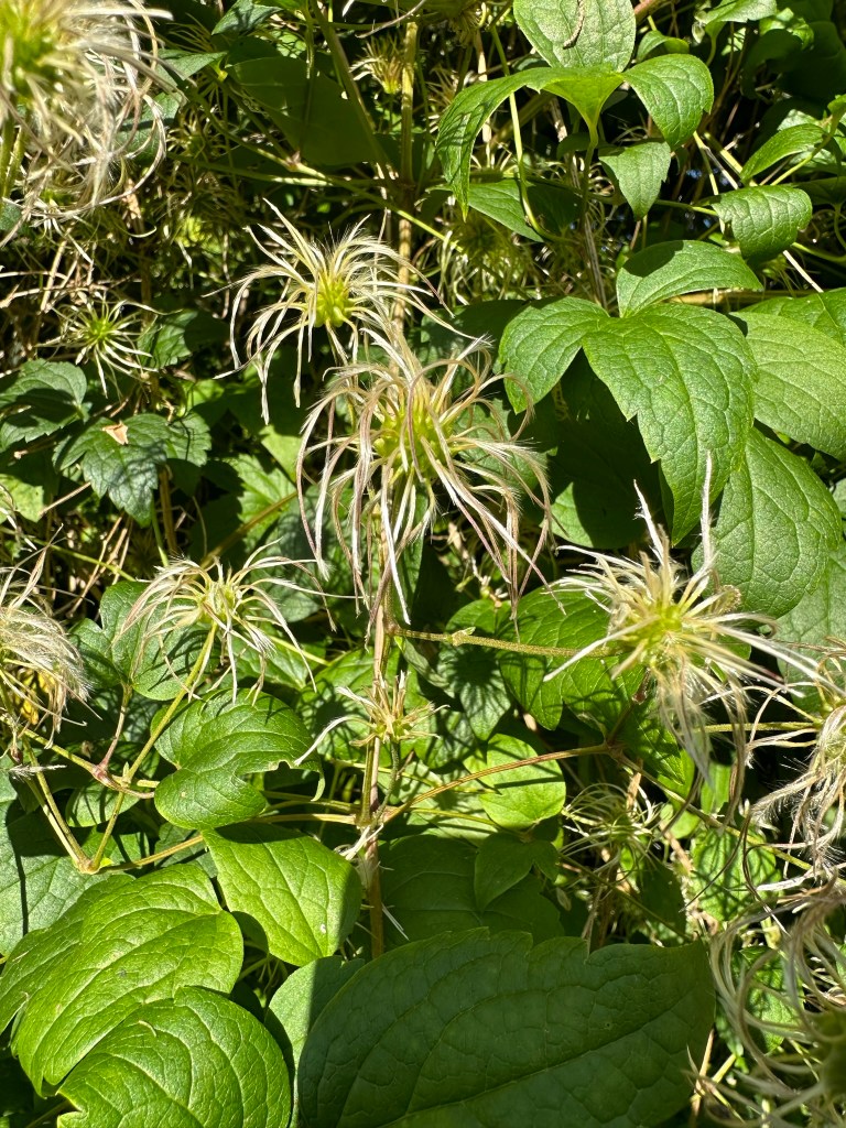 Clematis virginiana seed head