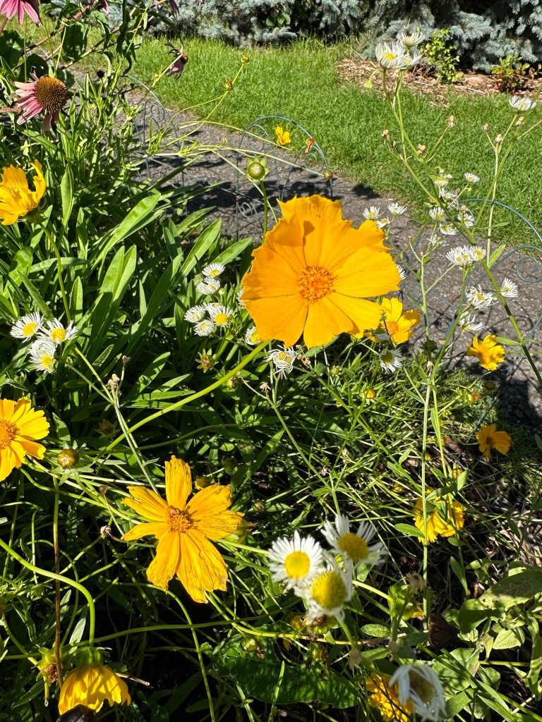 Coreopsis