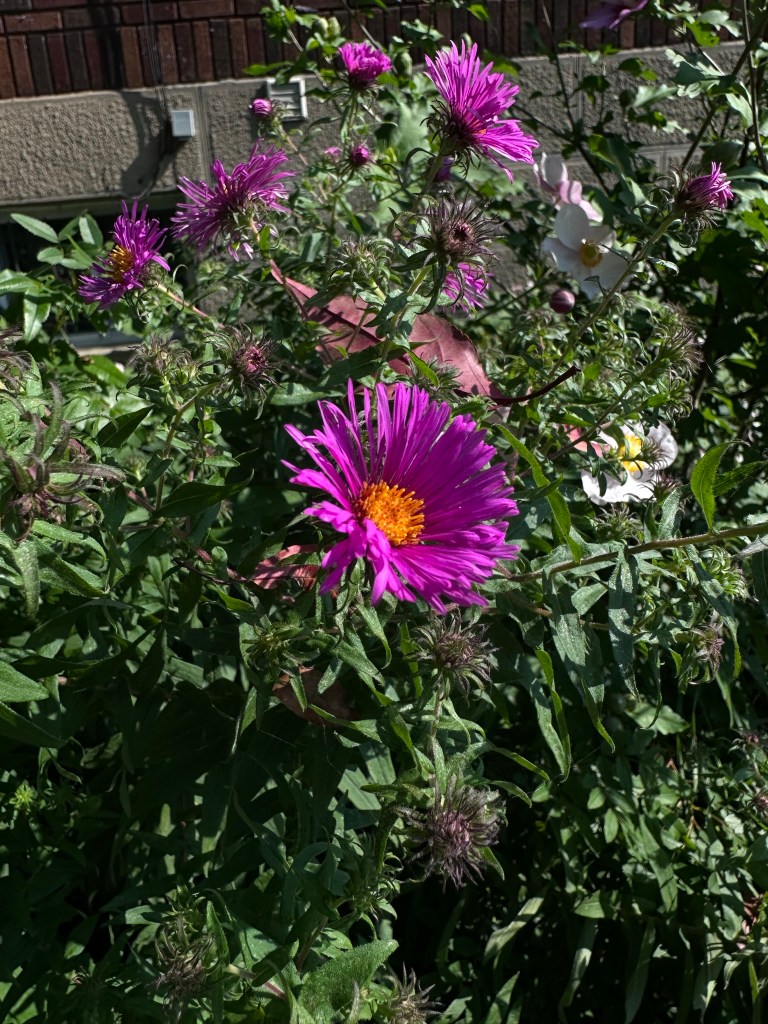 New England Aster