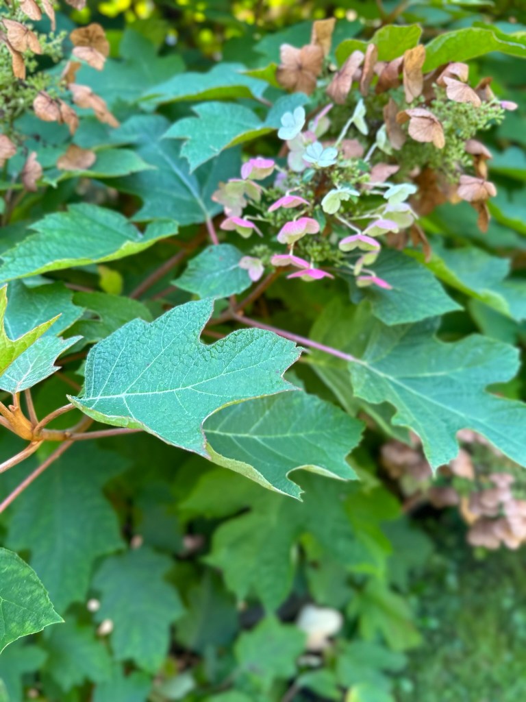 Oakleaf hydraganea