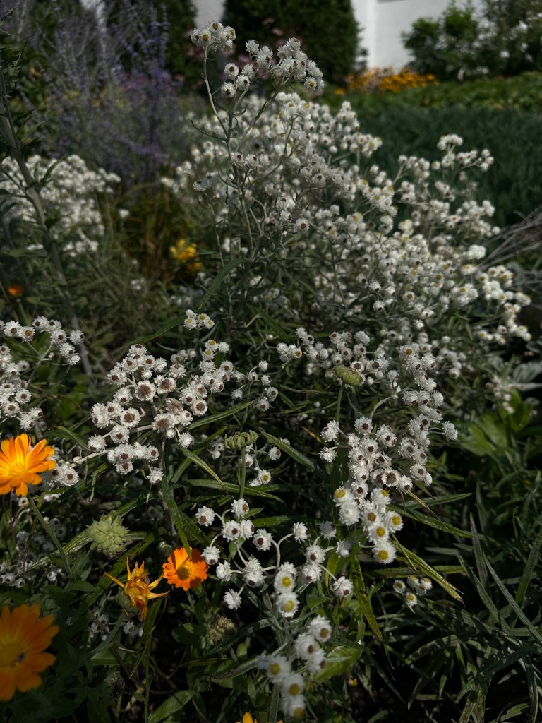 Pearly Everlasting