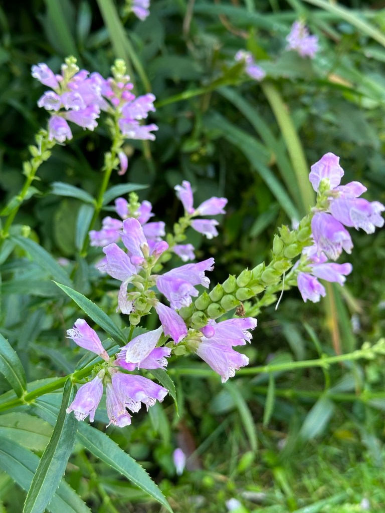 Obedient plant