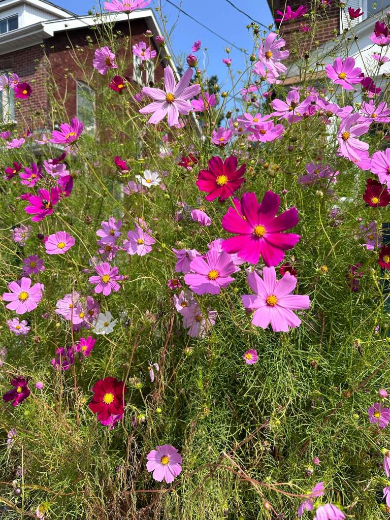 Cosmos flowers