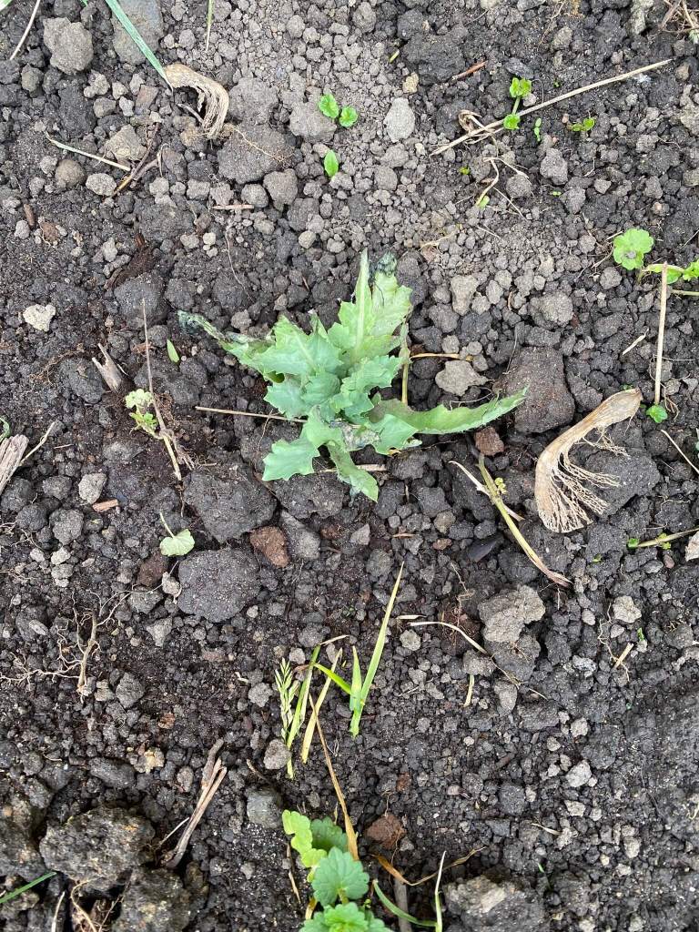 Poppy seedling