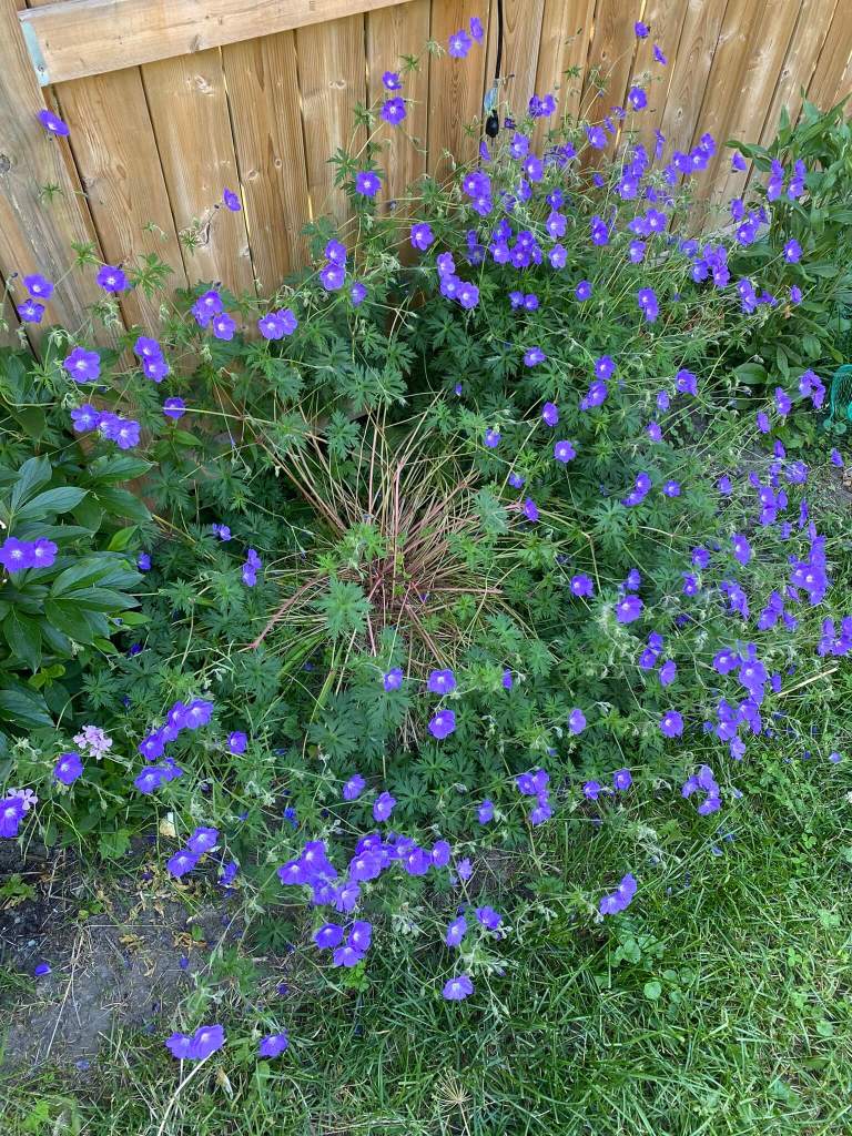 Purple hardy geranium