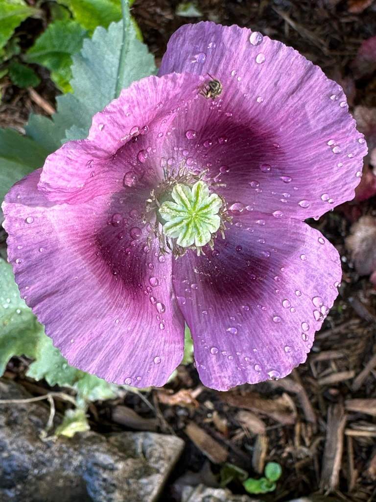 Purple poppy