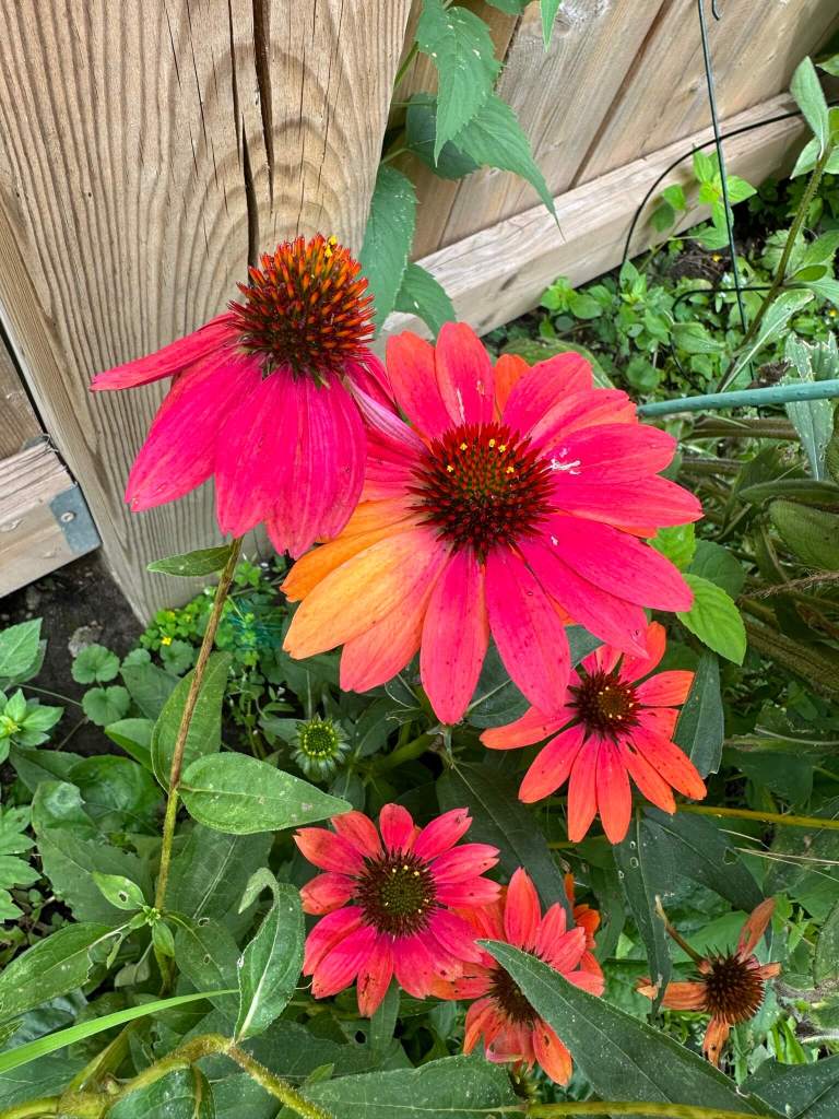 Red coneflower