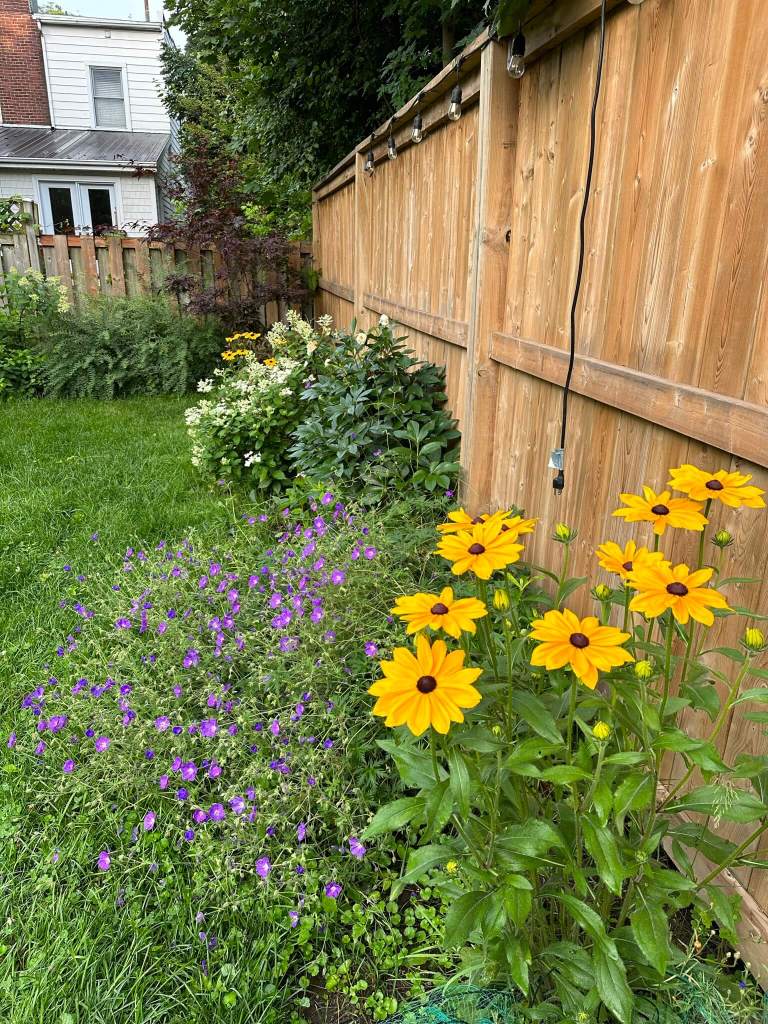 Rudbeckia and geranium