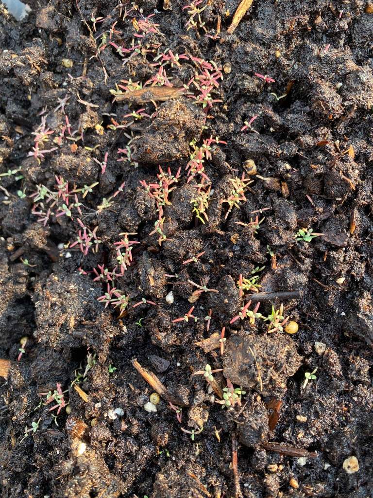 Winter sowing poppies
