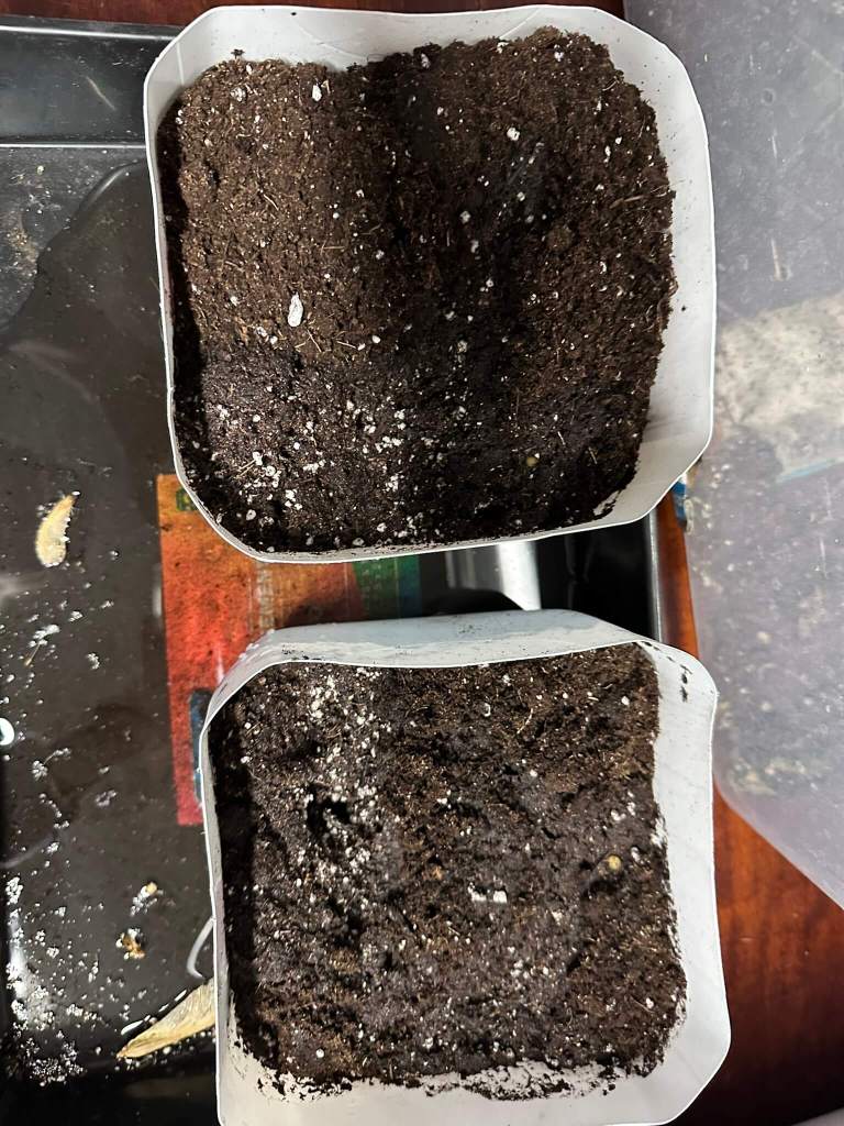 Winter sowing potting mix