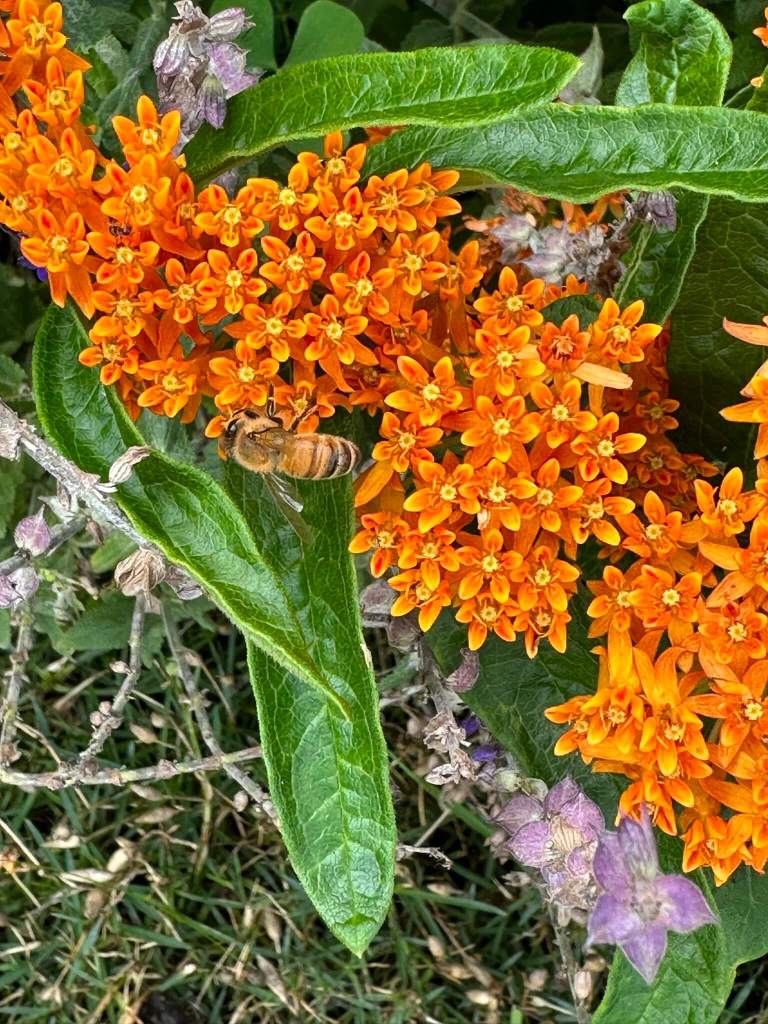 Butterfly milkweed and bee