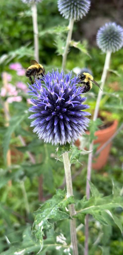 Globe Thistle and bees