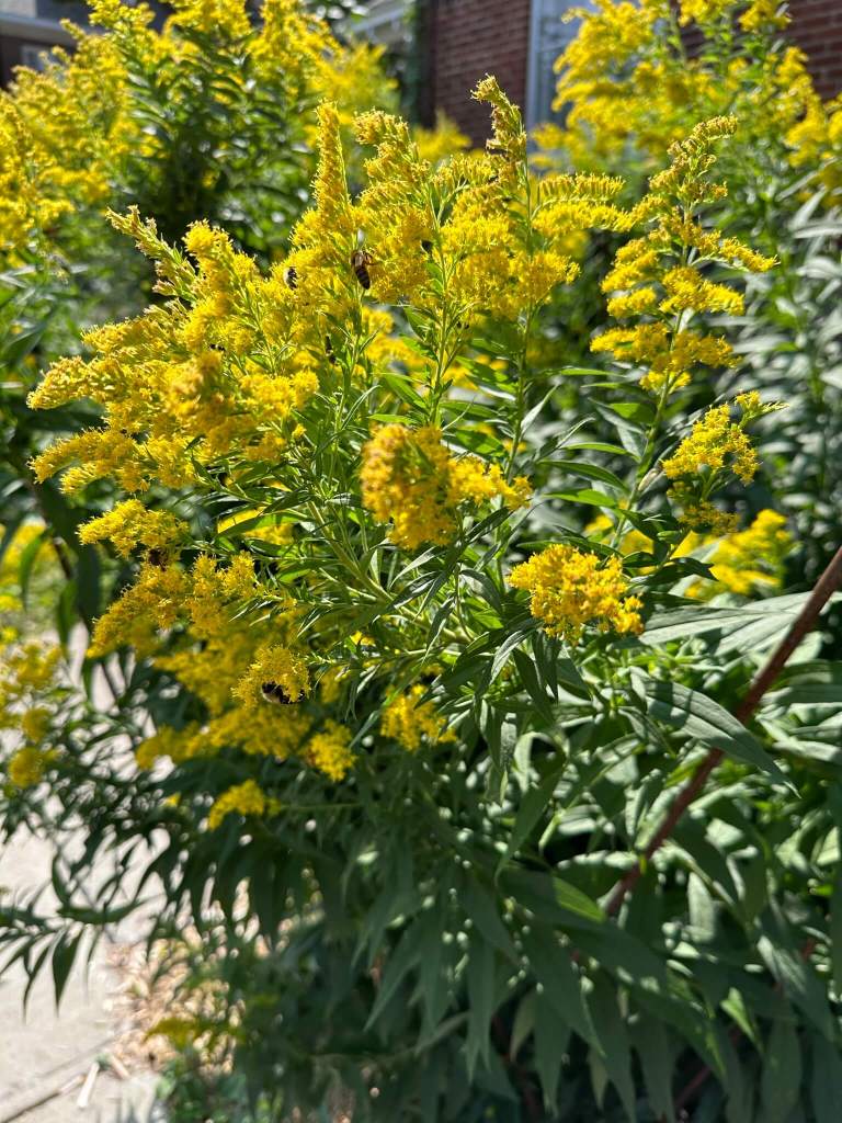 Goldenrod