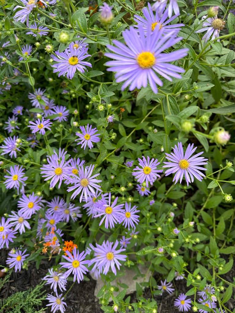 Purple aster