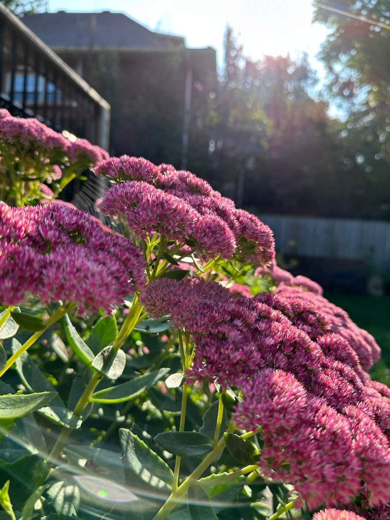 Sedum Autumn Joy
