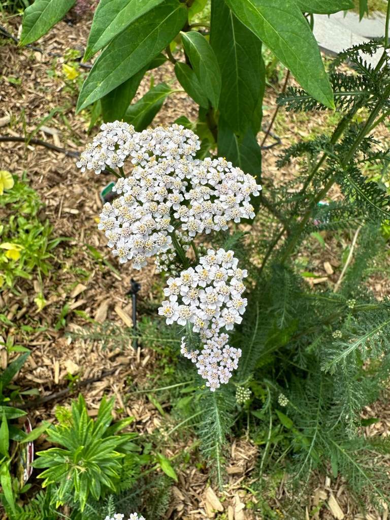 Yarrow