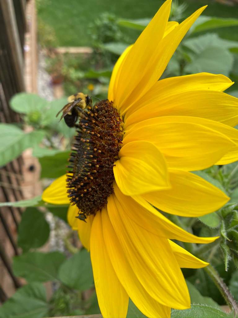 Yellow sunflower and bee