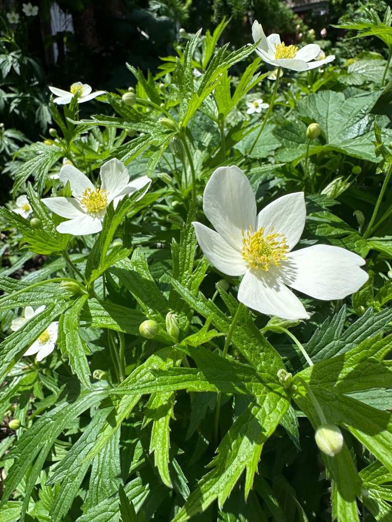 Canada anemone