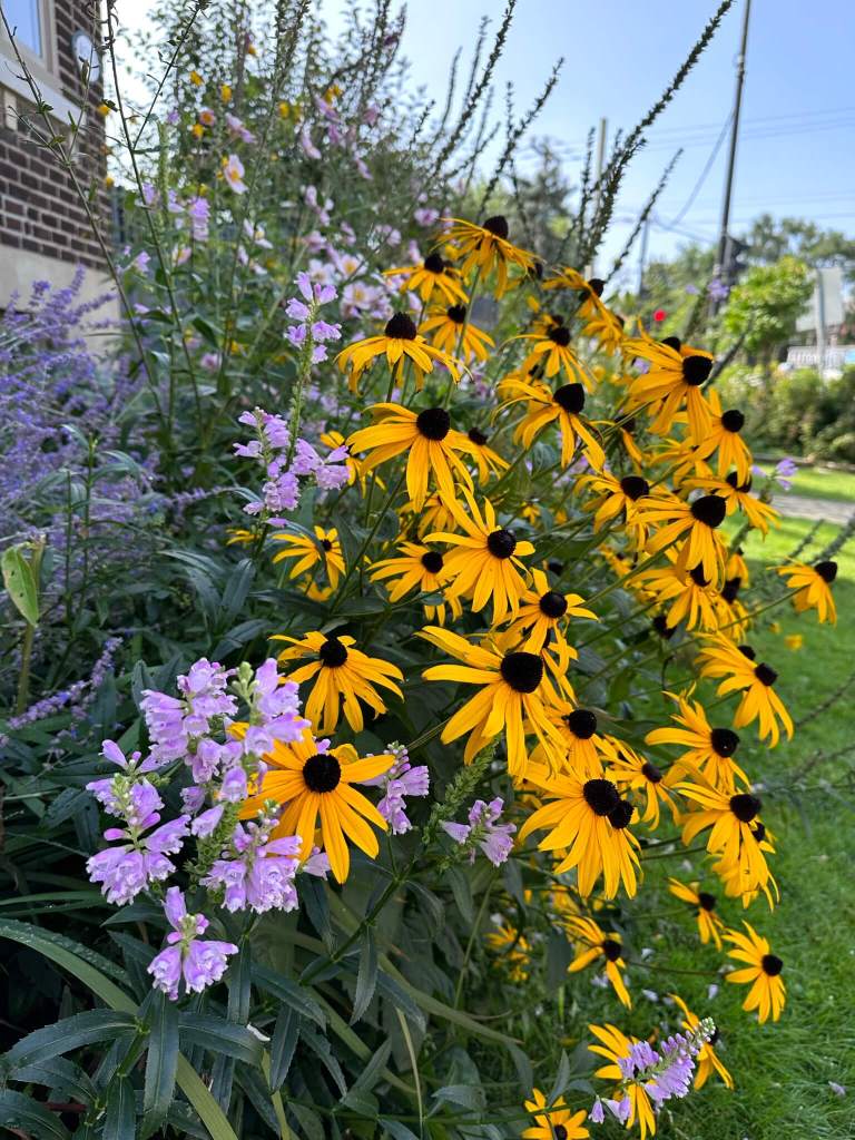 Obedient plant black-eyed susan