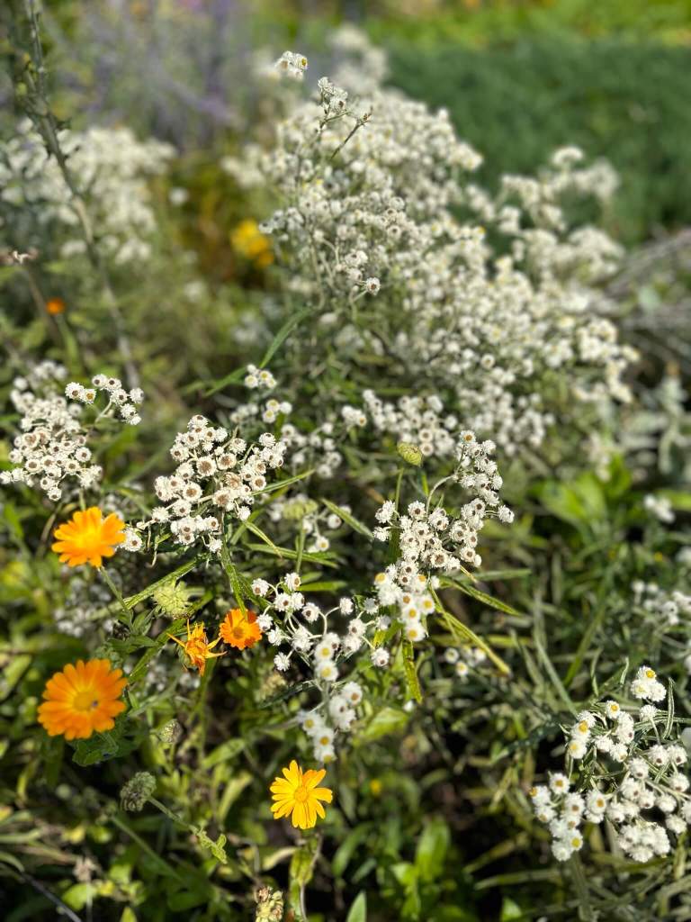 Pearly everlasting