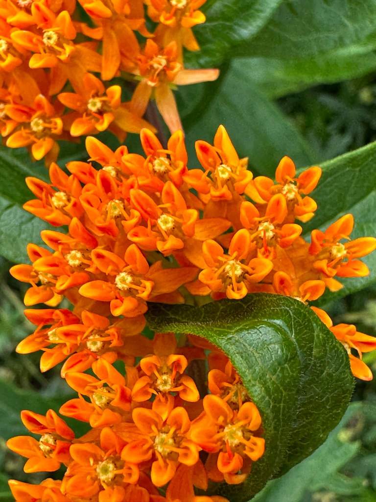 Butterfly milkweed