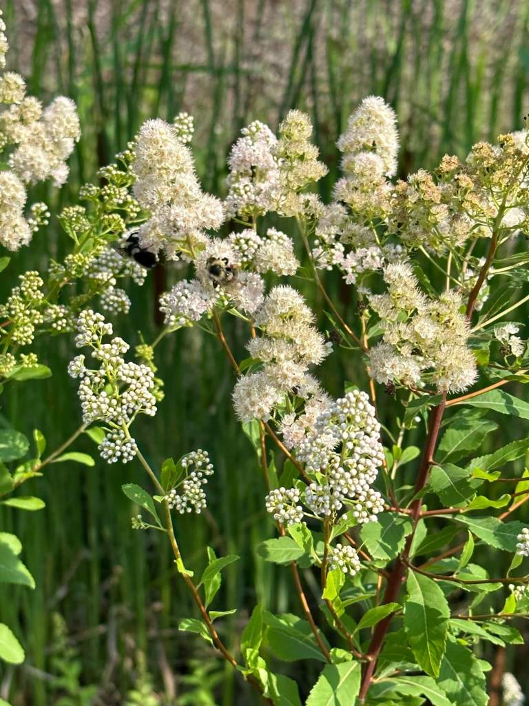Quebec native meadowsweet