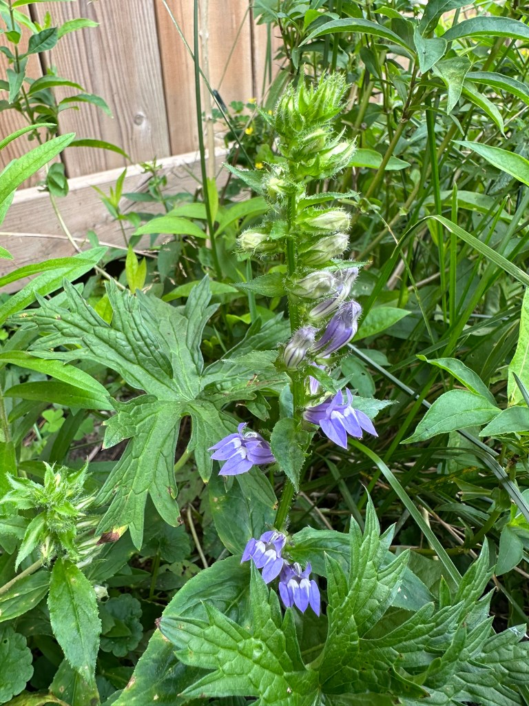 Native Blue Lobelia Flowers