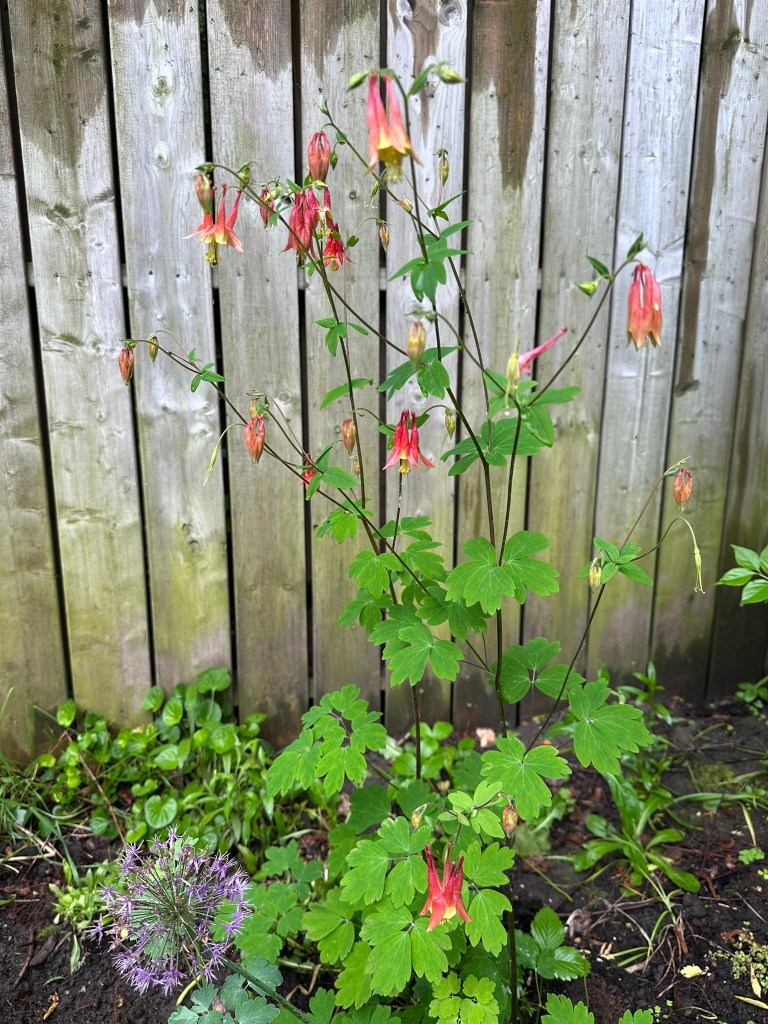 Native Eastern Red Columbine