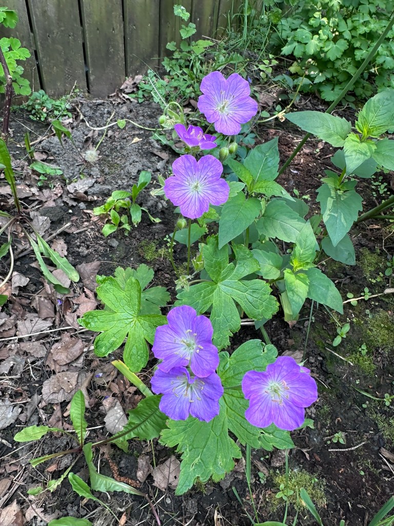Native Wild Geranium