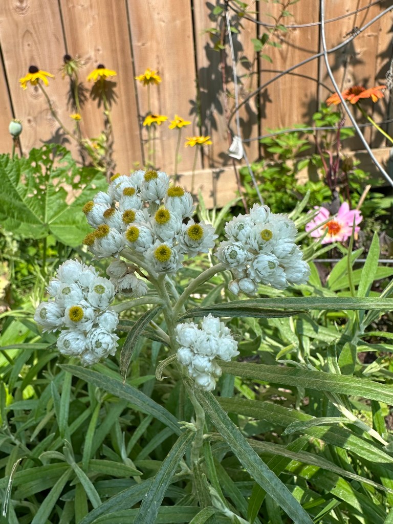 Native Pearly Everlasting Flowers