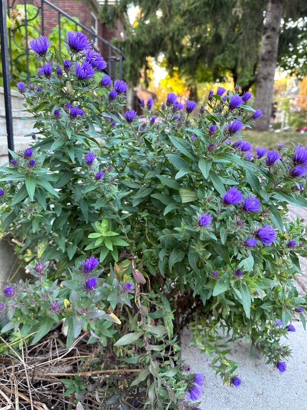 Native purple aster