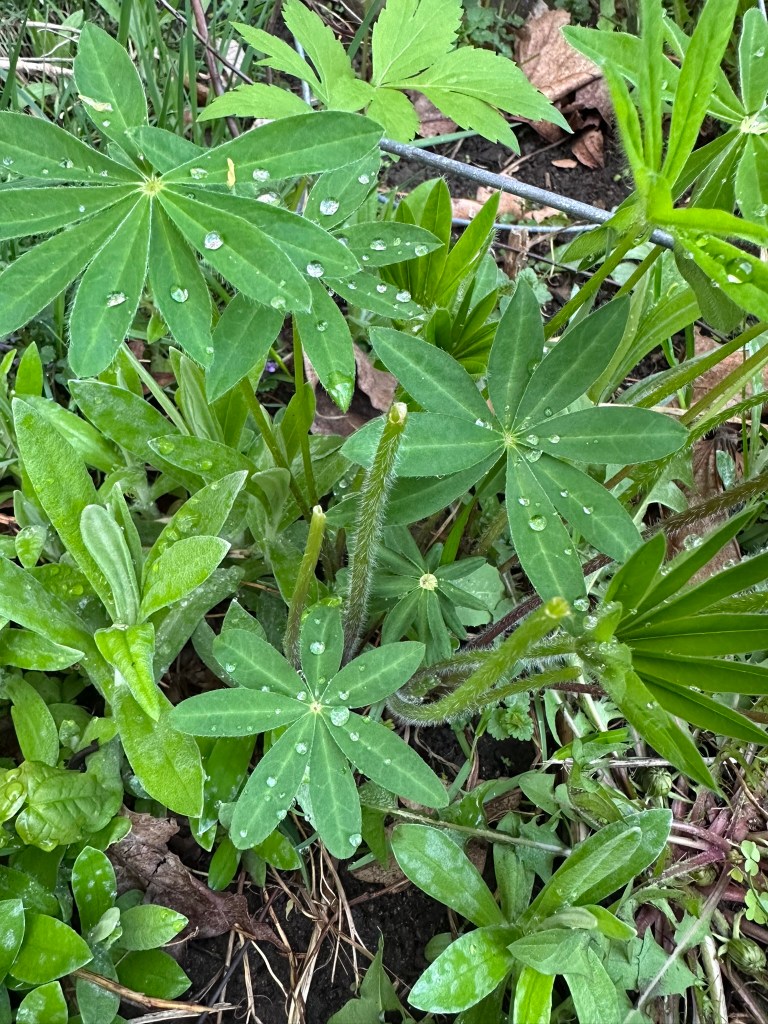 Wile Lupine leaves